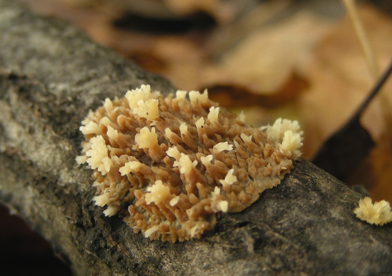 Una bellissima crosta (Radulomyces molaris)